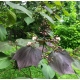 CATALPA KATALPA PURPUROWA na pniu kulista szczepiona - sadzonki 110 / 130 cm